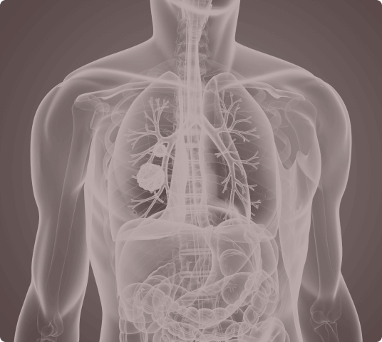 Visual Representation of Human Internal Organs