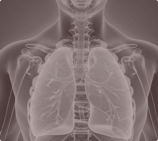 Medical illustration of human lungs and upper chest anatomy with transparent visualization.