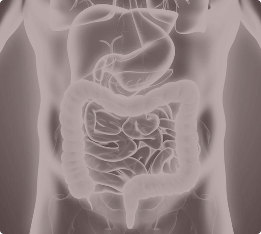 Detailed illustration of the human digestive system, highlighting the intestines, stomach, and other internal organs.