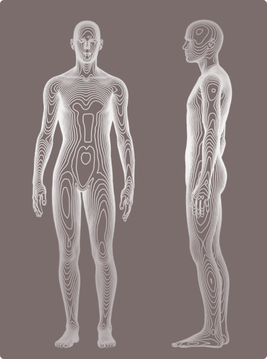 Detailed illustration of the human body, showing front and side views with contour lines representing the body's structure and outline.