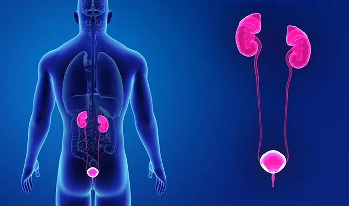 A diagram showing the positioning of the prostate in the male anatomy